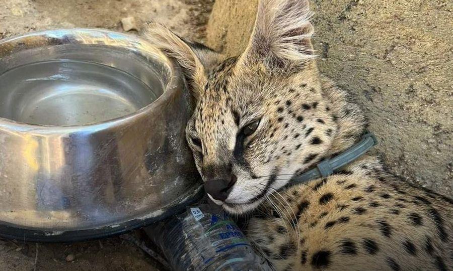 image AG says animal abuse must be investigated immediately, protest planned for Thursday