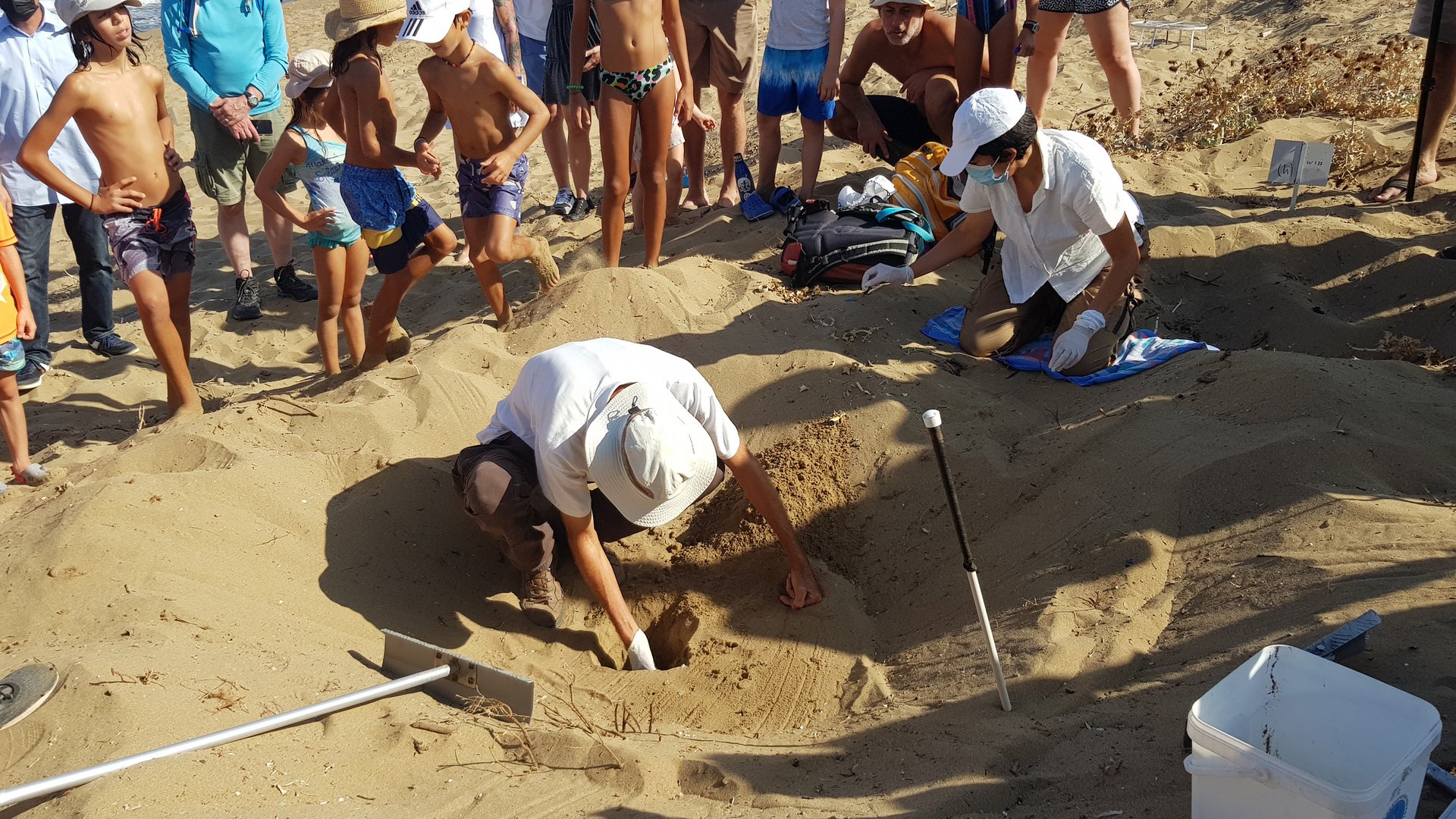 image More than 2000 turtle nests in Cyprus