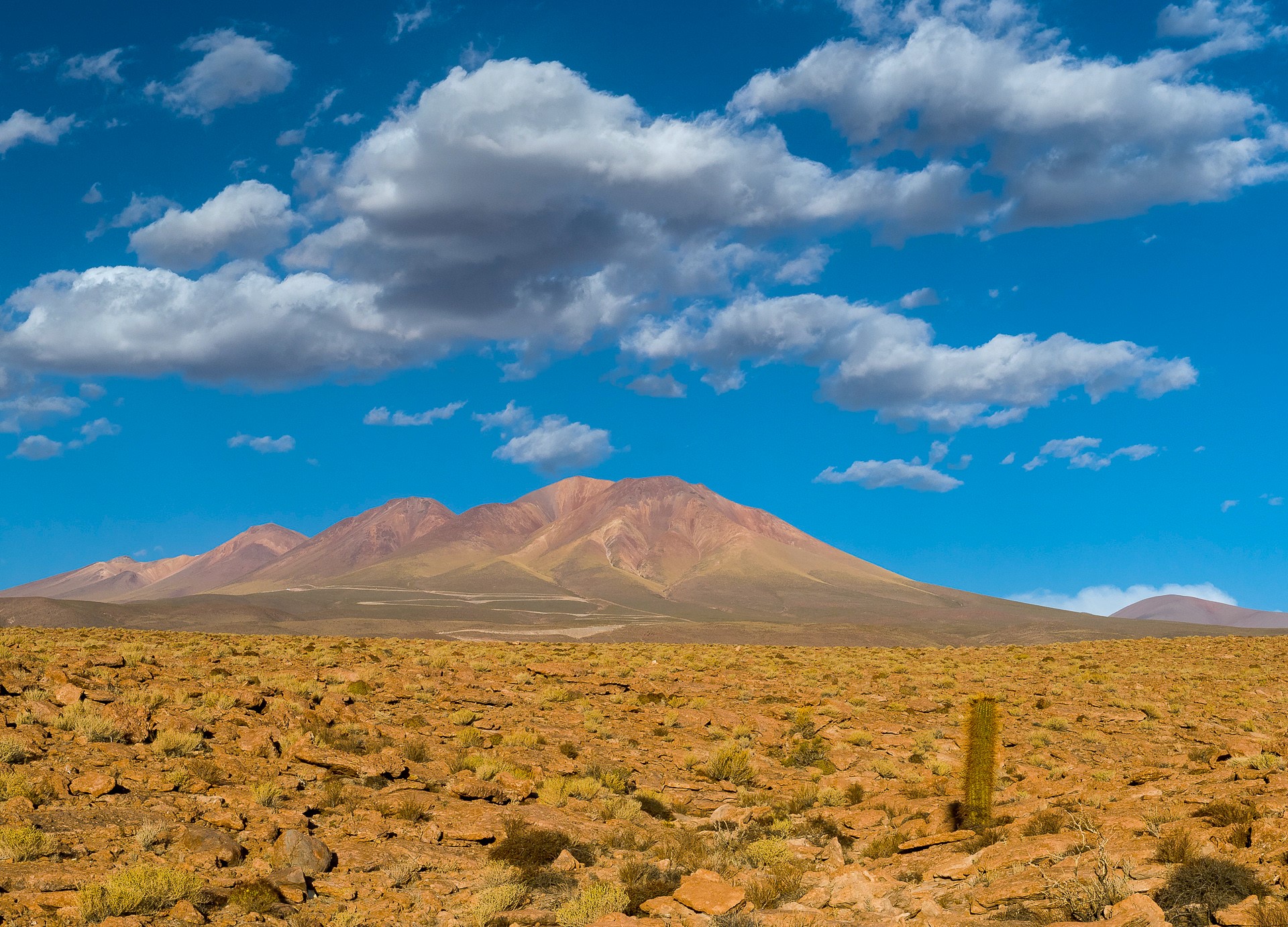 image What’s Eaten Where: Atacama