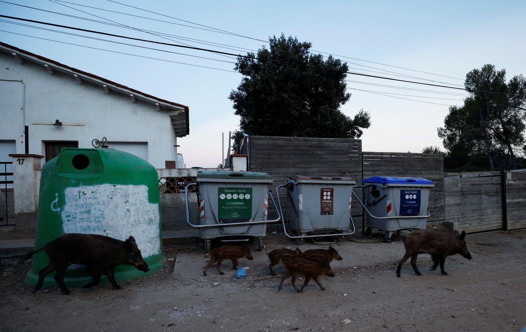 image &#8216;They roam about like cats&#8217;: Spanish cities try to halt wild boar invasions