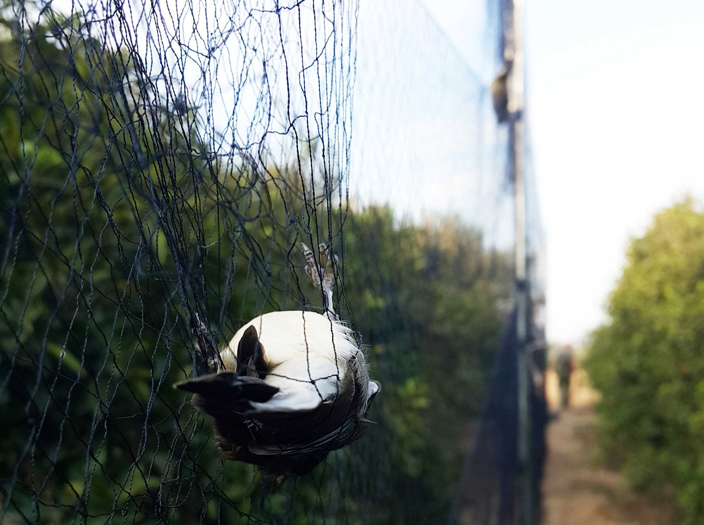 image Bird trapping arrest on British bases
