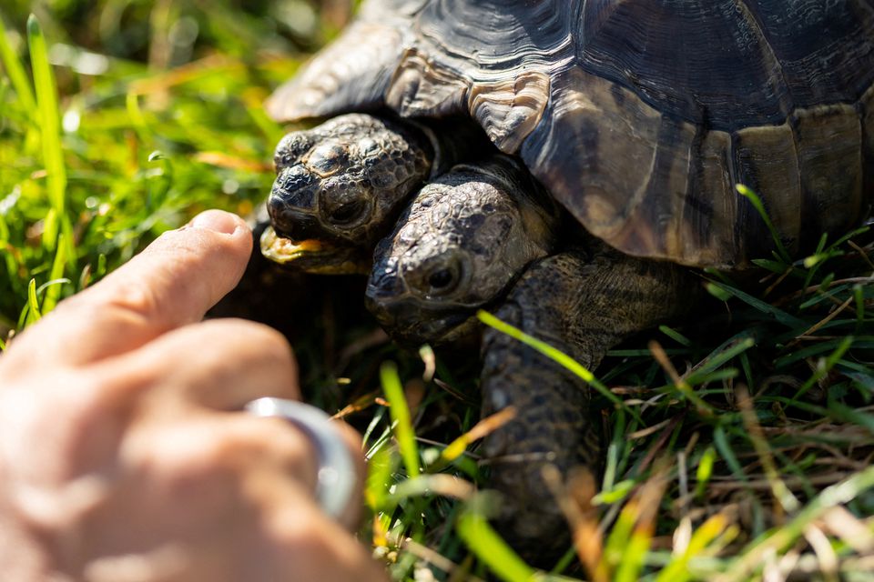 image Two-headed tortoise Janus turns 25