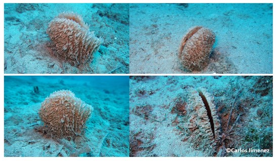 image The endemic Pinna nobilis is at risk as never before