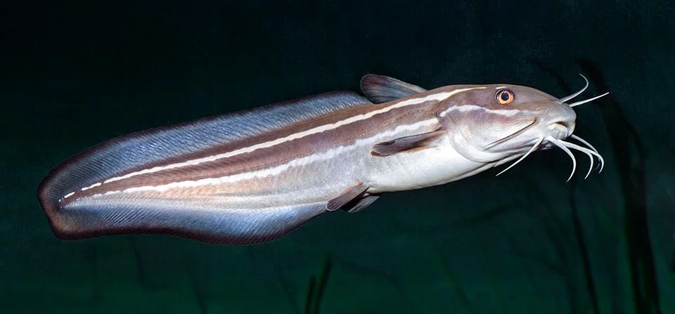 image A new alien in Cypriot waters: Striped Eel Catfish