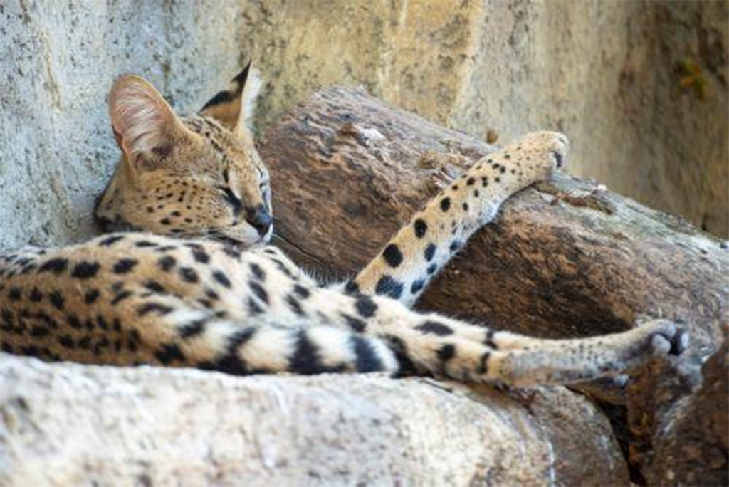 image Animal Party demands conclusions on death of savannah cat