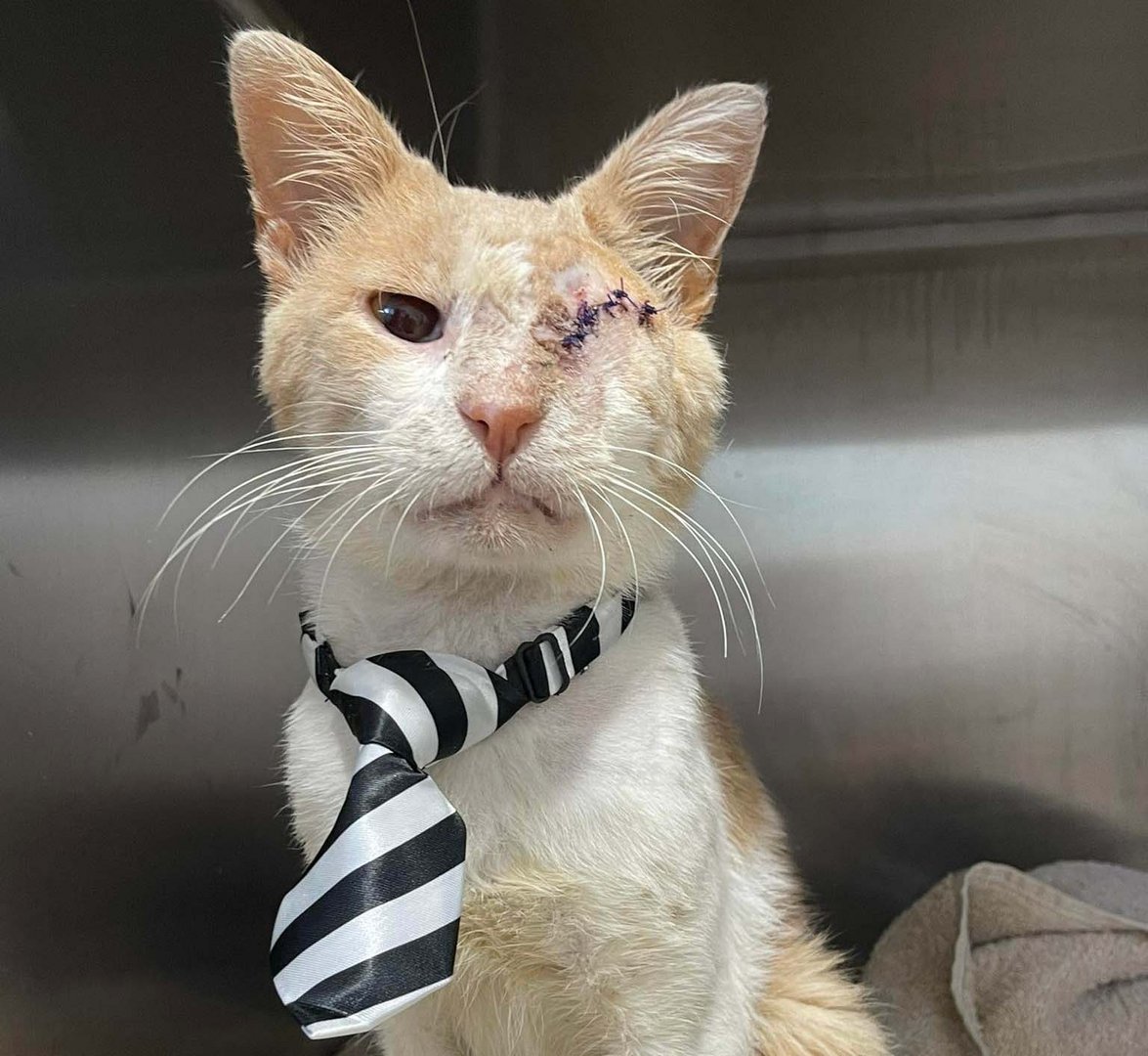 image Cat found riddled with pellets, now blind