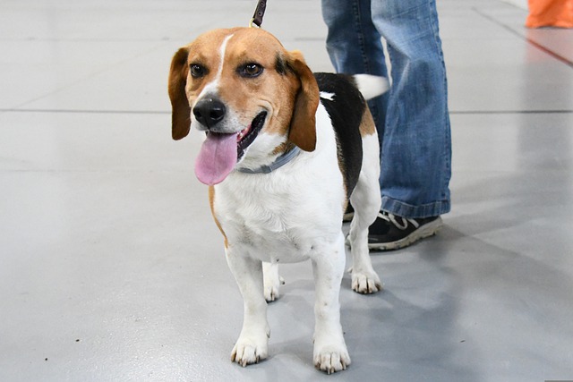 image Overhaul of dog ownership laws underway