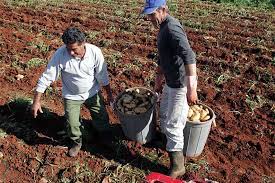 image Cyprus preparing request to register &#8216;red potato&#8217; as a PDO