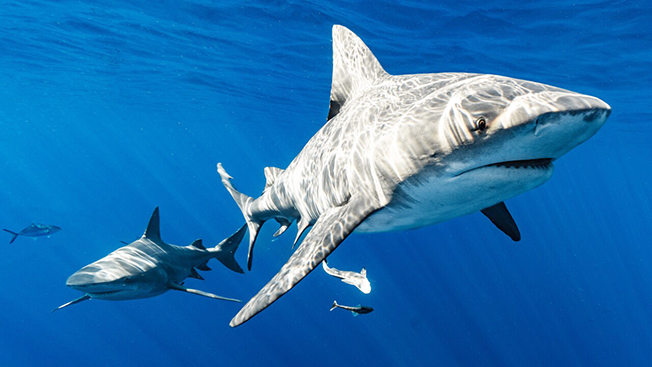 image Shark attack in the Bahamas kills American woman