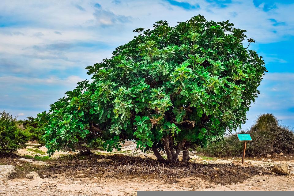 image Carob producers call for more incentives as export spikes