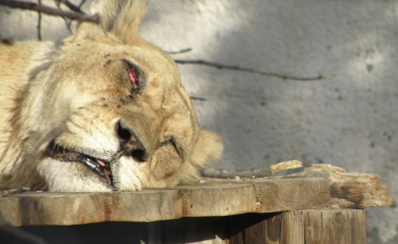 image Greens demand closure of all zoos