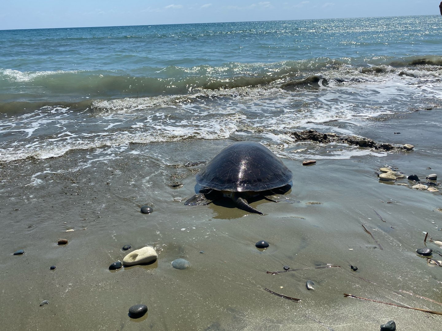 image Two injured turtles nursed back to health, released into wild