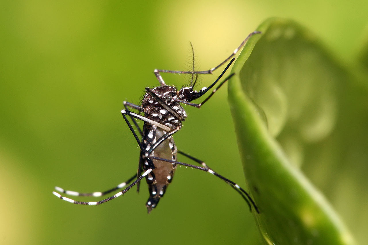 image Yellow fever mosquito found in the north