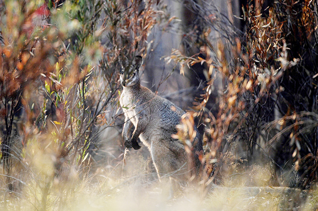 image Australia to set aside 30% of land mass to protect endangered species