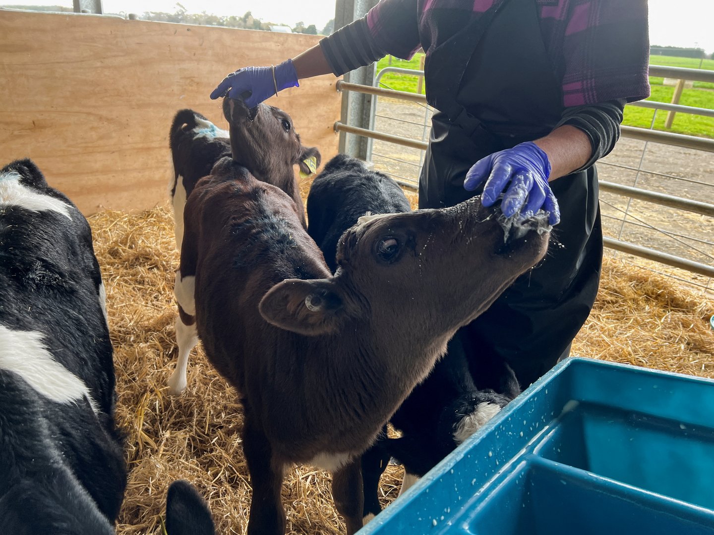 image On New Zealand farm, scientists reduce cow burps to save the world