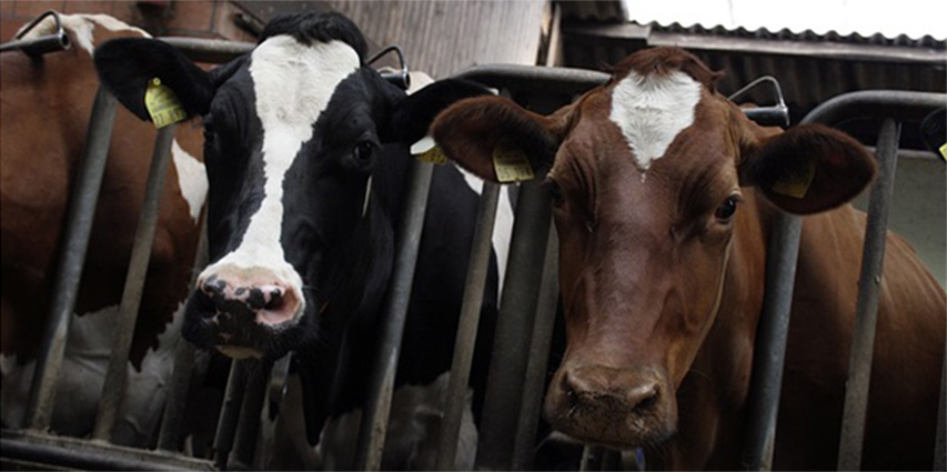 image Director of vet services suspended over cattle disease (Update 2)