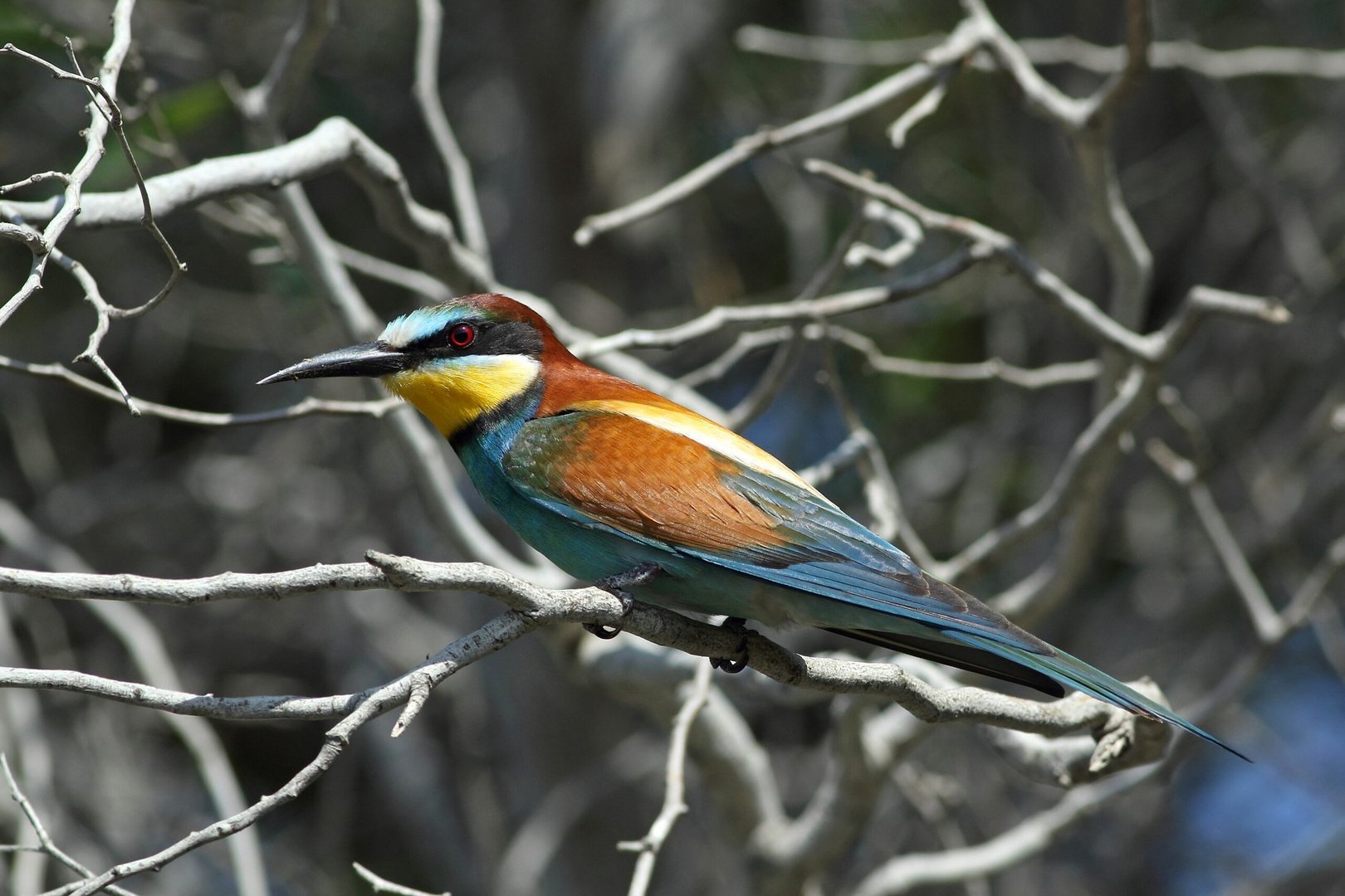 kingfisher