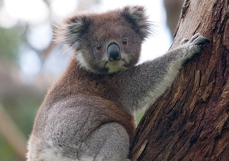 image Australia to set aside at least 30% of its land mass to protect endangered species