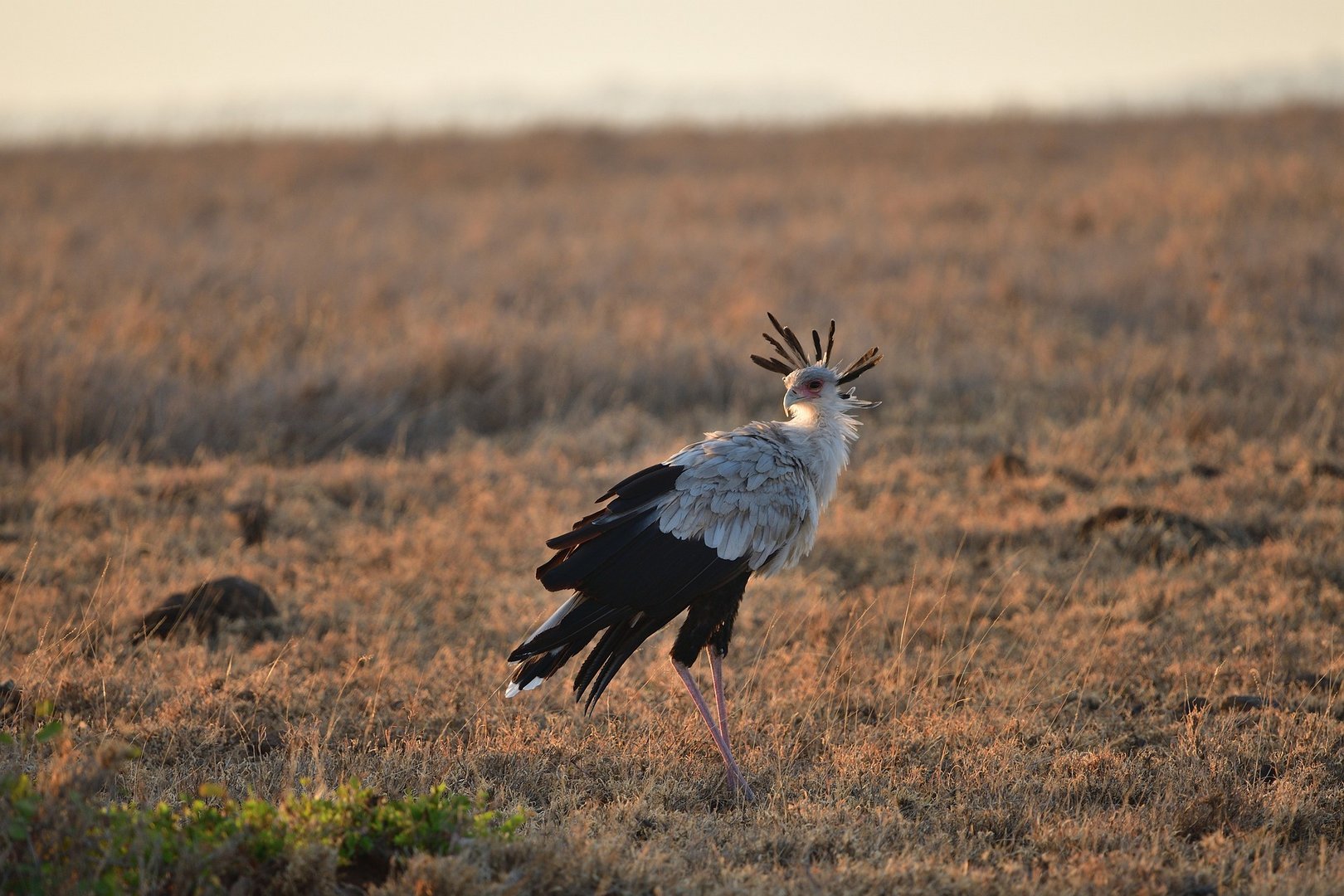 image A decade to save the planet: almost half the world’s birds are in decline