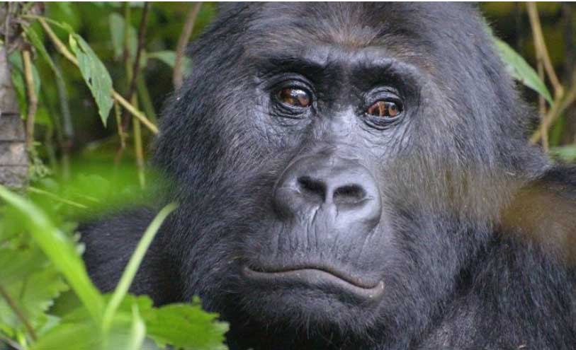 image Global wildlife populations have sunk 69 per cent since 1970 &#8211; WWF report