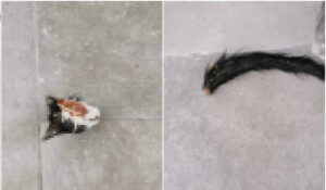 dead cat pic2