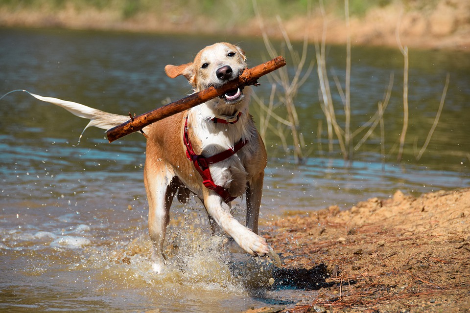 image Awards to mark World Animal Day