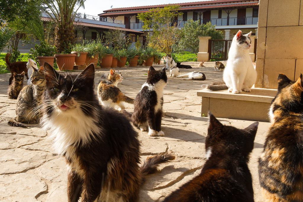 image Cyprus’ holy sanctuary for cats