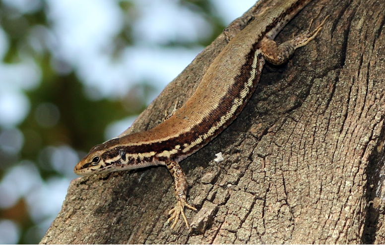 image Atlas maps Cyprus’ reptiles and amphibians