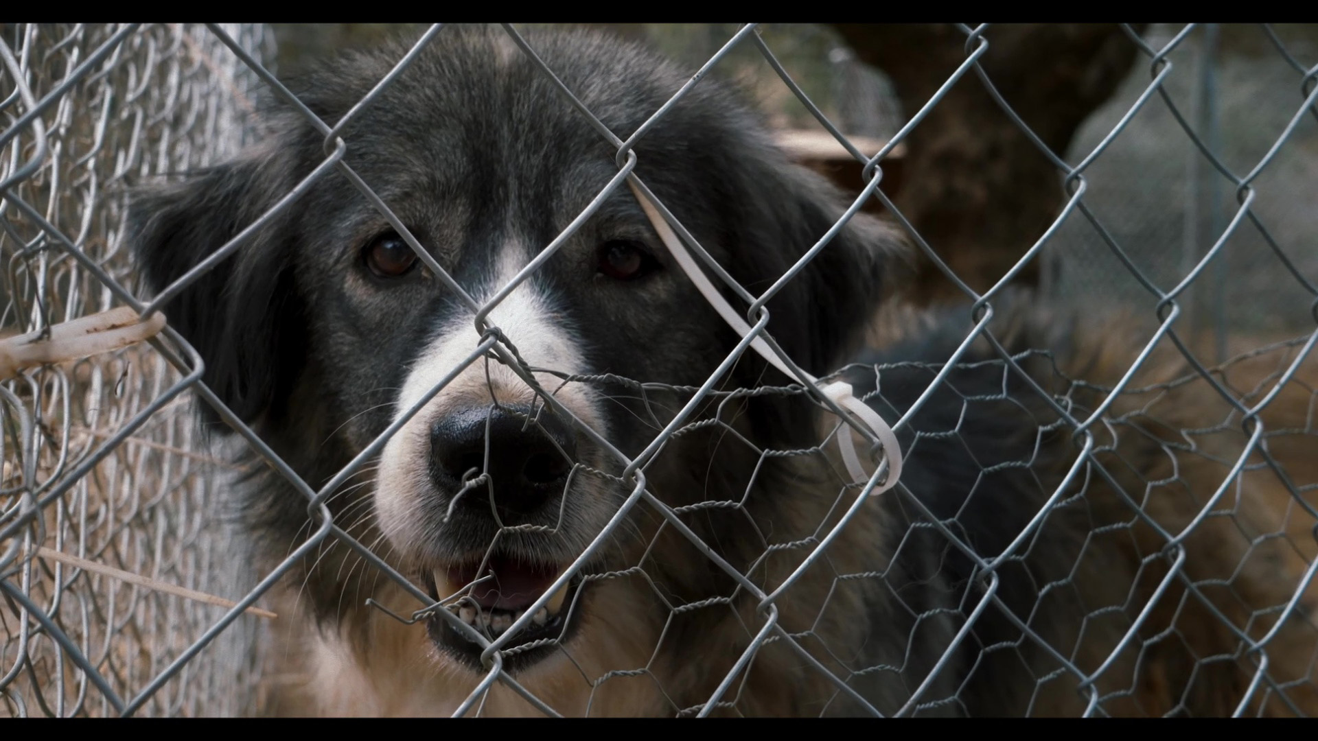 image Funding for animal welfare applications open