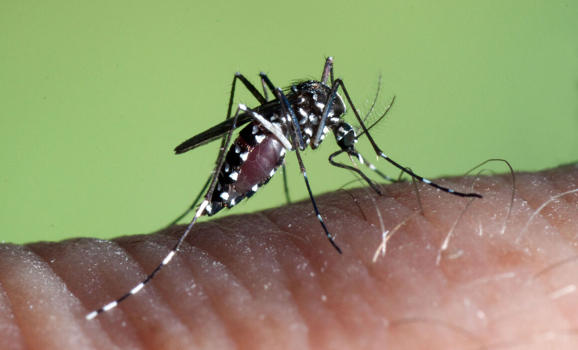 image ECDC warns of rising mosquito threat; Cyprus takes action