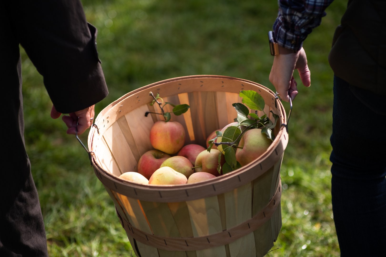 image Kyperounta to host Apple Festival