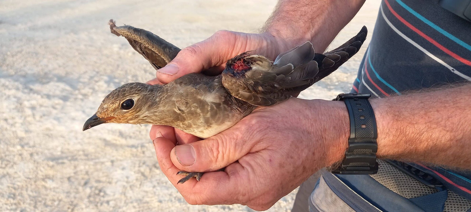 a rare black winged pratincole, found shot at achna reservoir © guy shorrock
