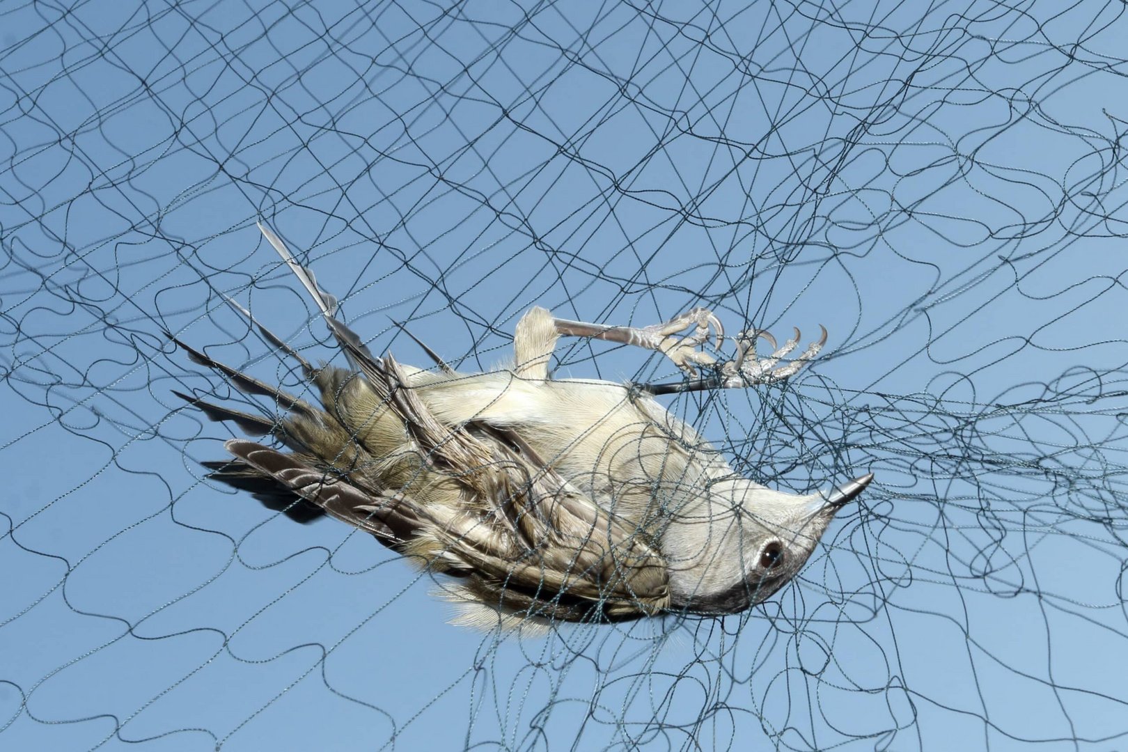 blackcap trapped in an illegal net and intended for the ambelopoulia dish © guy shorrock