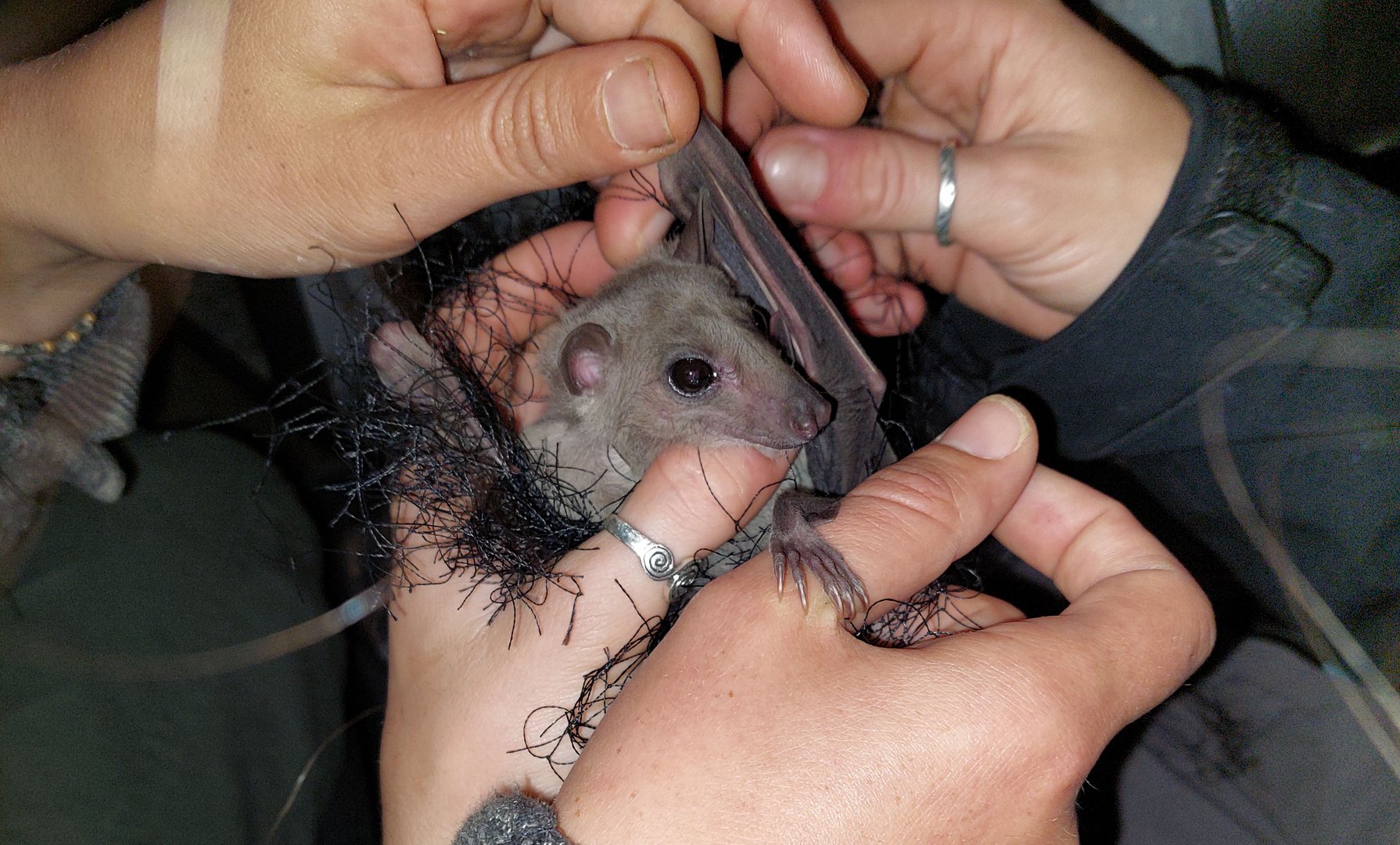 image Animal protection NGO saves rare bat from trappers