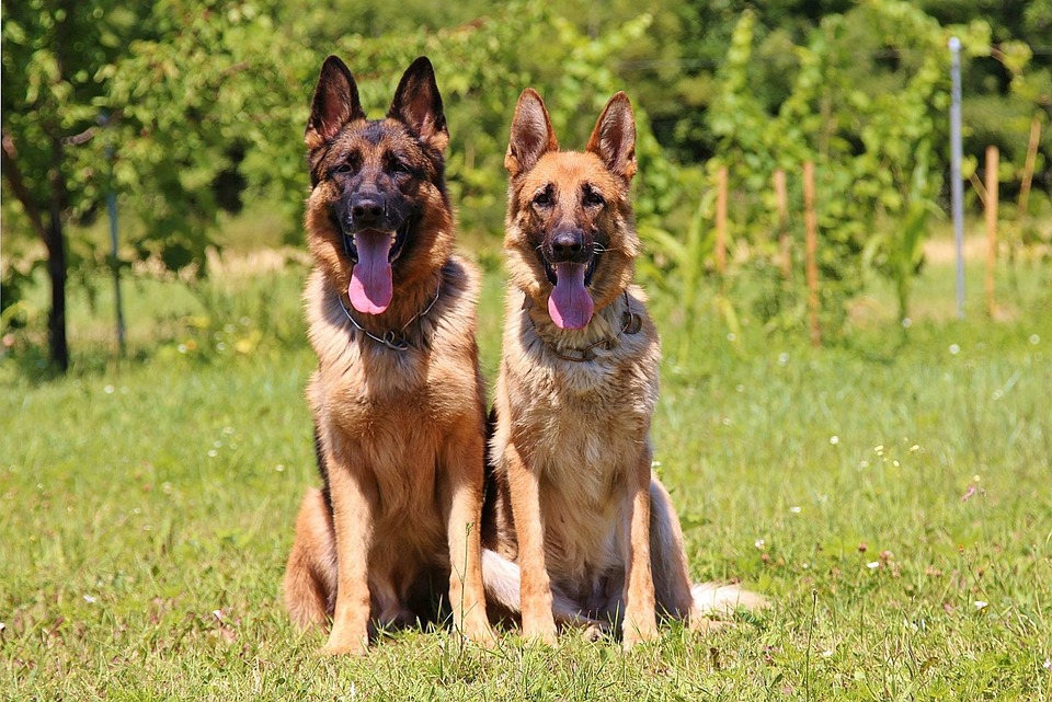 image Man gets ten-month sentence for shooting neighbour&#8217;s dog