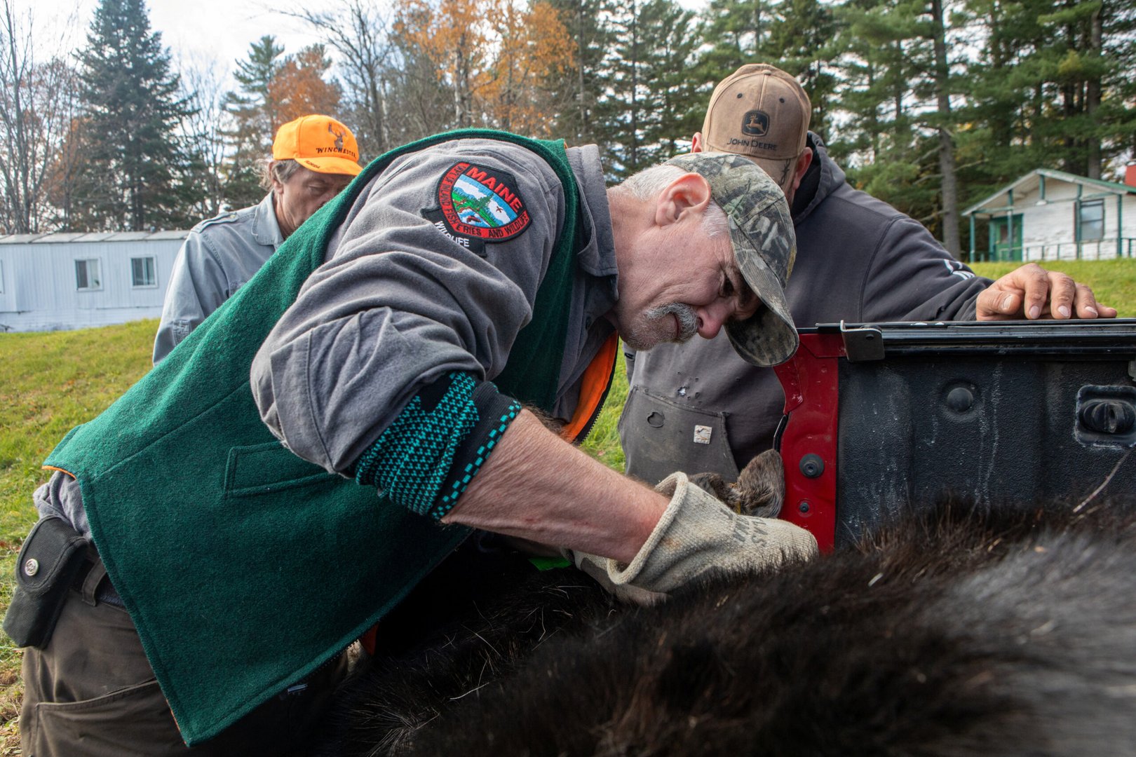 ticks and climate change killing baby moose in maine