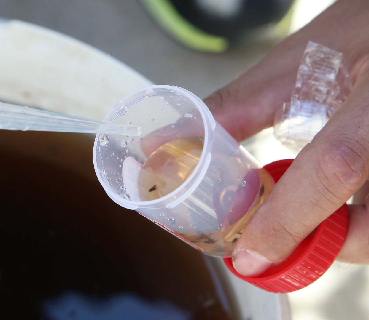image Information campaign underway in Larnaca on mosquito control