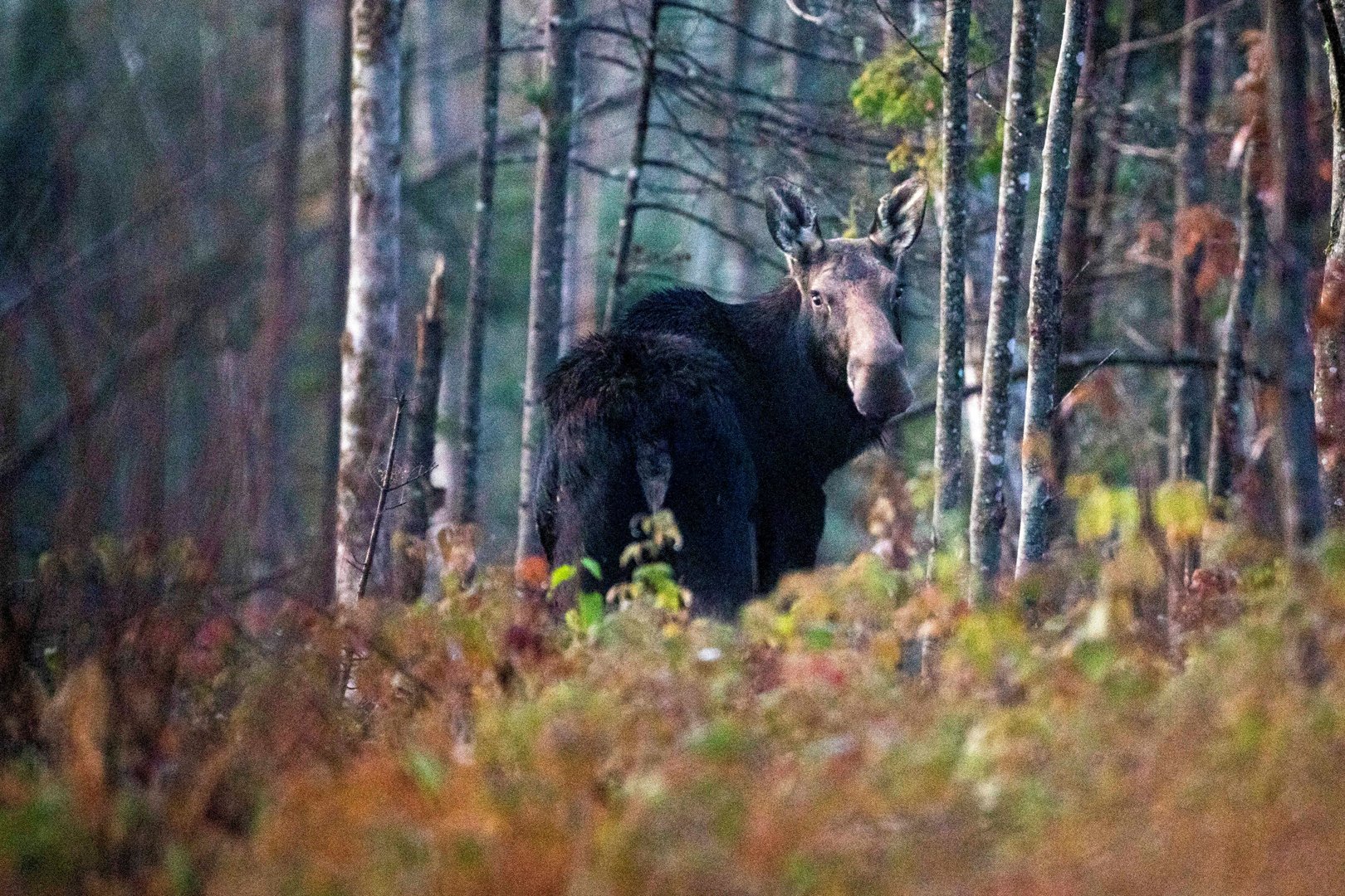 image As Maine’s winters shorten, tiny ticks threaten state’s mighty moose
