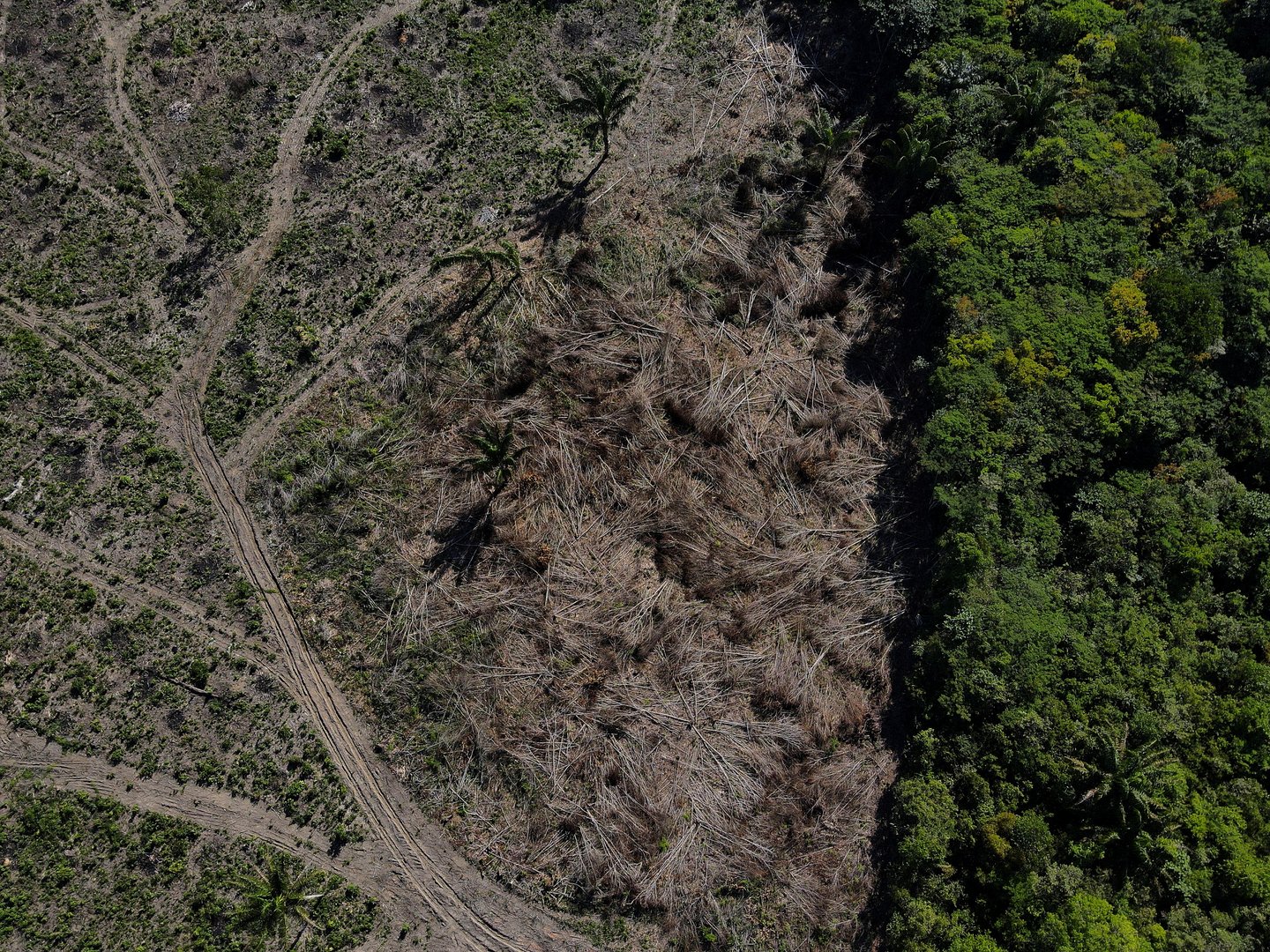 image Brazil&#8217;s Lula hopes to unite rainforest nations, tap funding at COP27