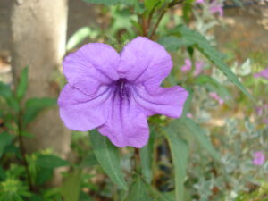 feature gardening plant of the month