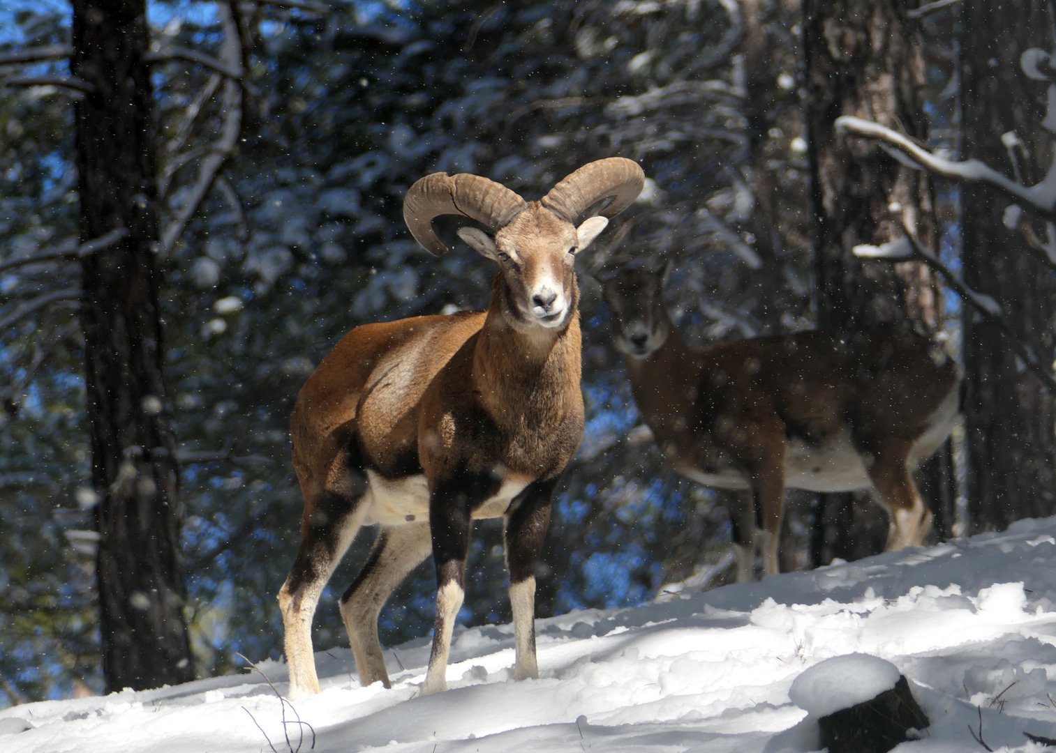 image Rare footage of mouflons fighting for territory