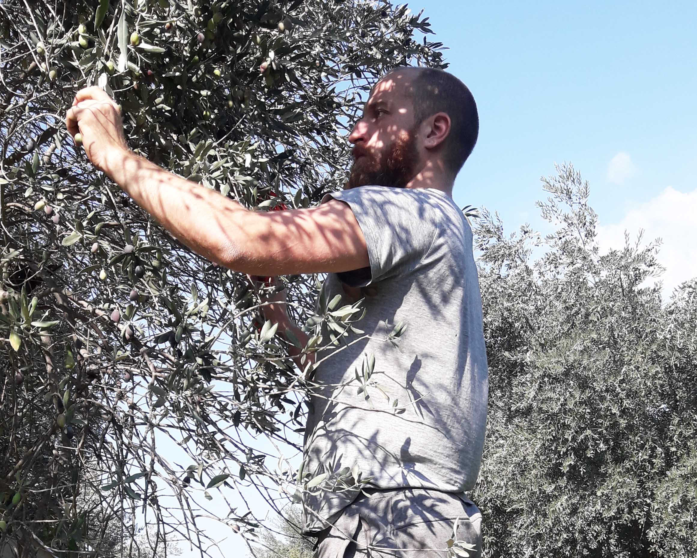 image Price of olive oil increases by 49%