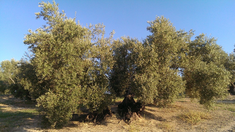 olive grove