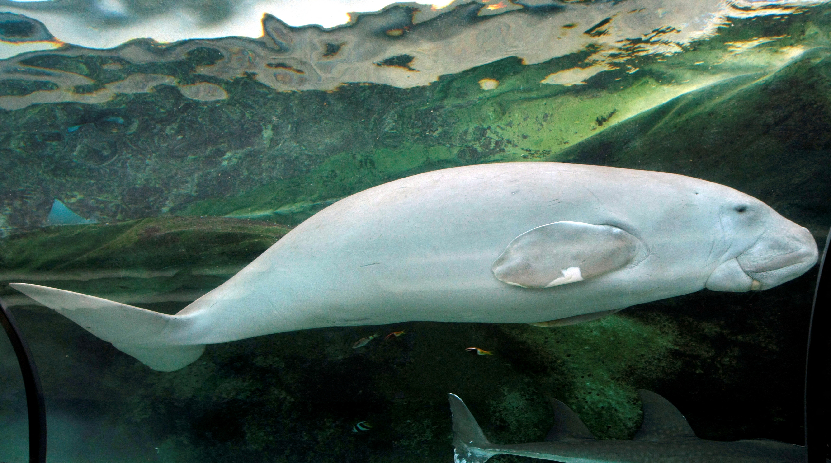 image Nearly 10% of marine life threatened with extinction -Red List