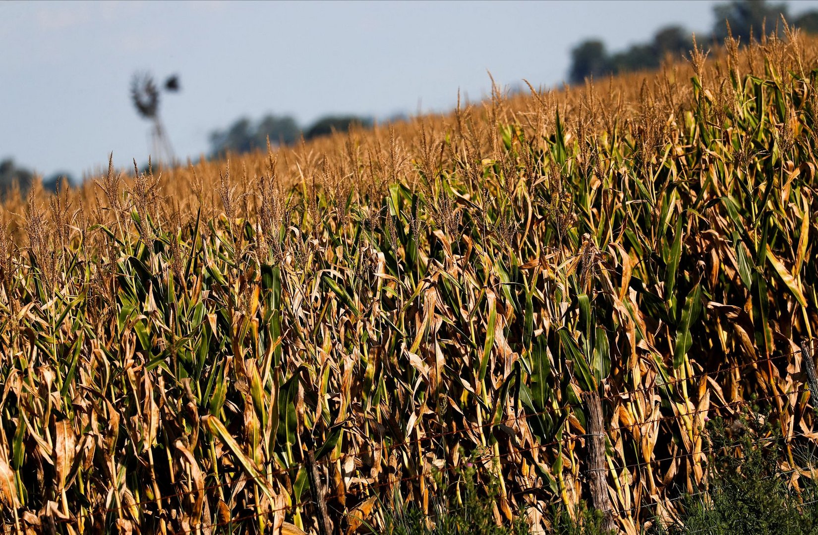 image Argentina: early soy in core farm belt hit by drought, outlook dry