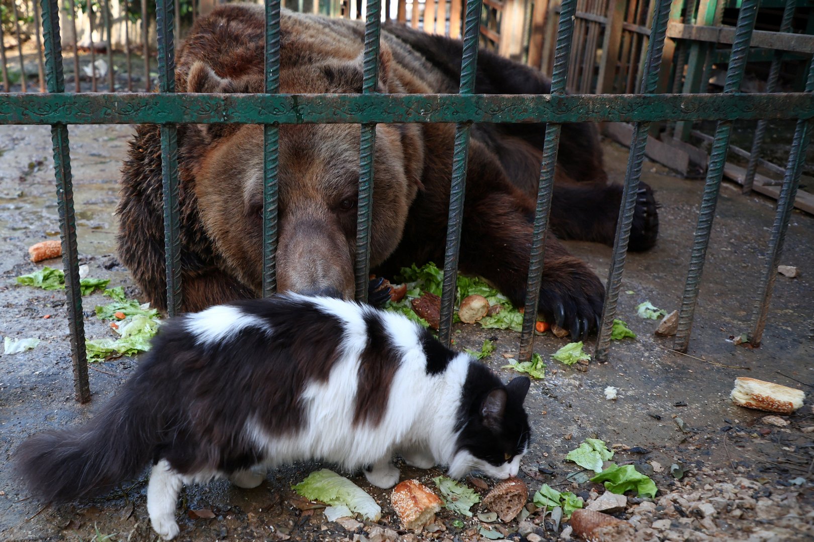 image Behind bars no longer, Albania&#8217;s last restaurant bear