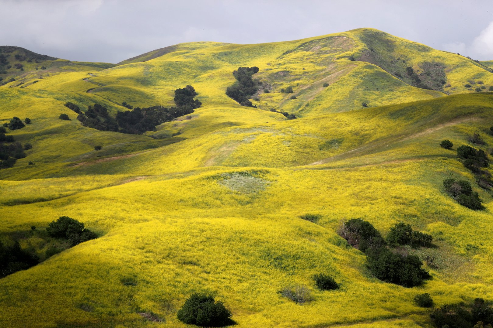 image Disappearing plants jeopardise a green future