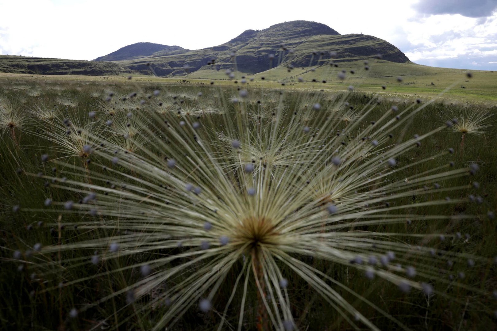 file photo: paepalanthus sp plants, popularly known as shower heads, grow in the chapada dos veadeiros national park in alto paraiso