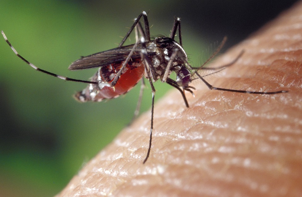 image Early warning system for dengue-carrying mosquitoes developed