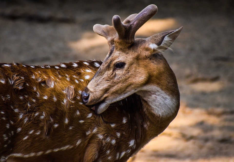 image Limassol greens to protest deer death, demand zoo closure